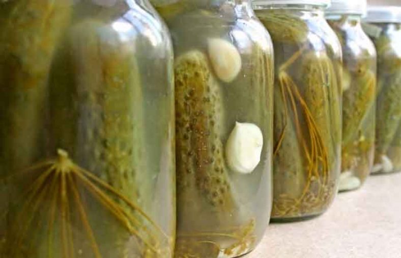 نگهداری خیارشور