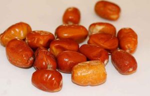 کالری سنجد