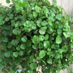 نگهداری از گل برگ نعنایی