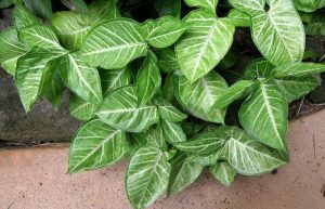 نگهداری از گیاه سینگونیوم