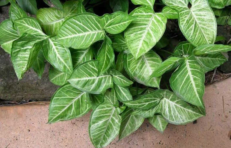 نگهداری از گیاه سینگونیوم