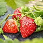 حساسیت به توت فرنگی