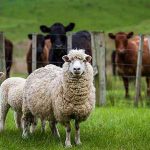تفاوت شیر گاو، شیر بز و شیر گوسفند