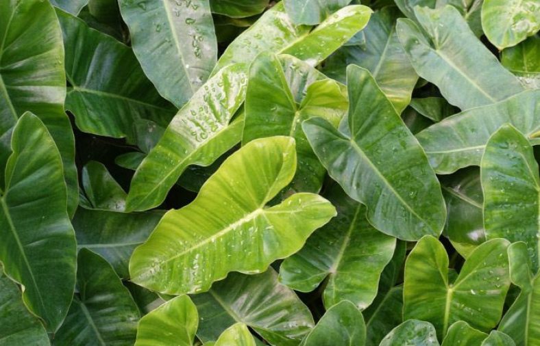 نگهداری از گیاه گوش گرگی