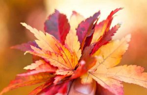 نگهداری از برگ های پاییزی