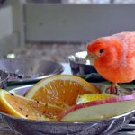 تغذیه قناری