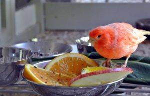 تغذیه قناری