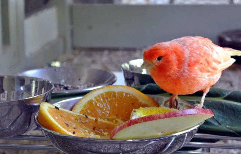 تغذیه قناری