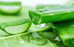 خواص آلوئه ورا