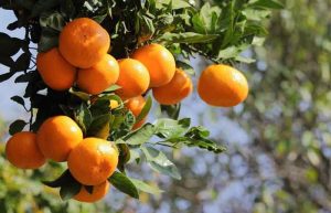 نارنگی و دیابت
