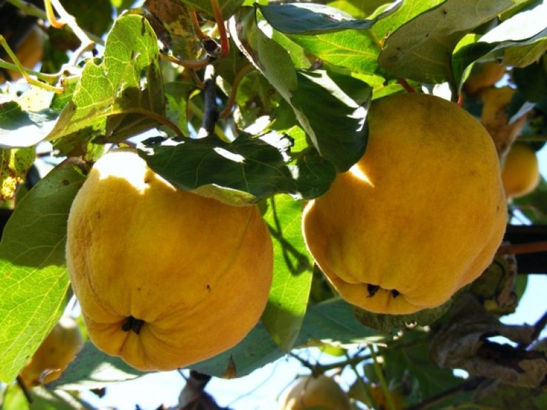خوردن به در بارداری