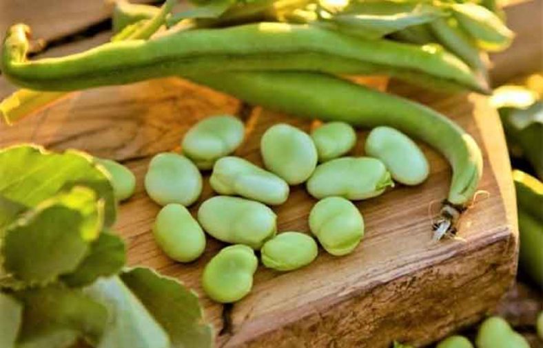 کالری باقلا