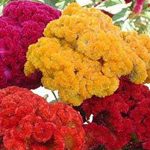 نگهداری و پرورش گل تاج خروس