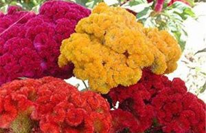 نگهداری و پرورش گل تاج خروس