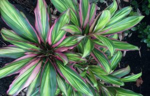 نگهداری و تکثیر گیاه کوردیلین