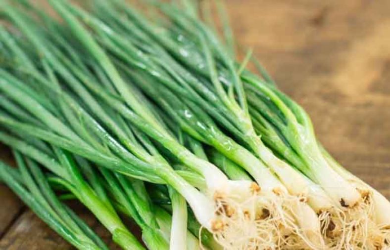طبع پیازچه