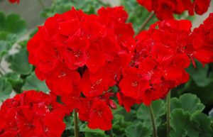 نگهداری و پرورش گل شمعدانی