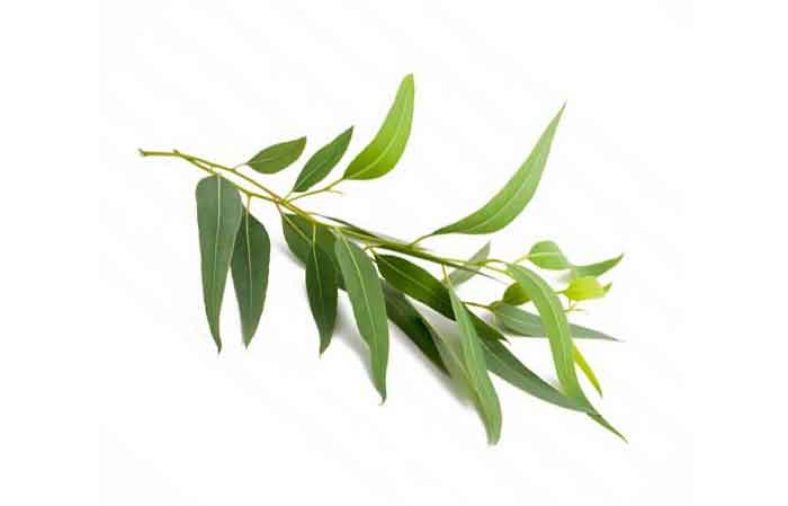خواص به لیمو