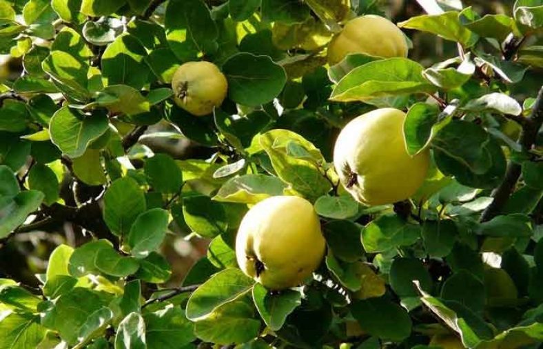 خواص برگ به