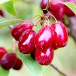 خواص زغال اخته