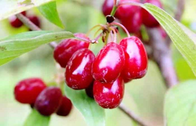 خواص زغال اخته