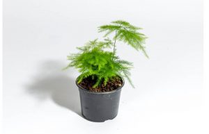 پرورش مارچوبه زینتی