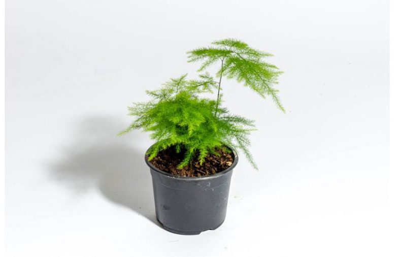 پرورش مارچوبه زینتی