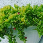 پرورش گل ناز یخی