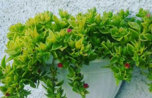 پرورش گل ناز یخی