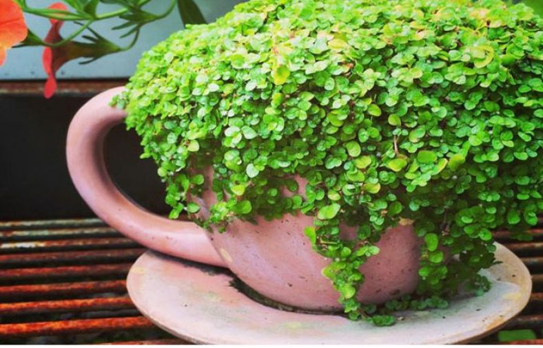 راهنمای نگهداری و پرورش چمن عروس
