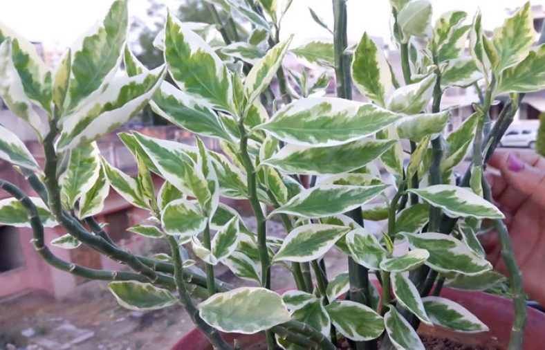 شرایط نگهداری و پرورش گل پدیلانتوس