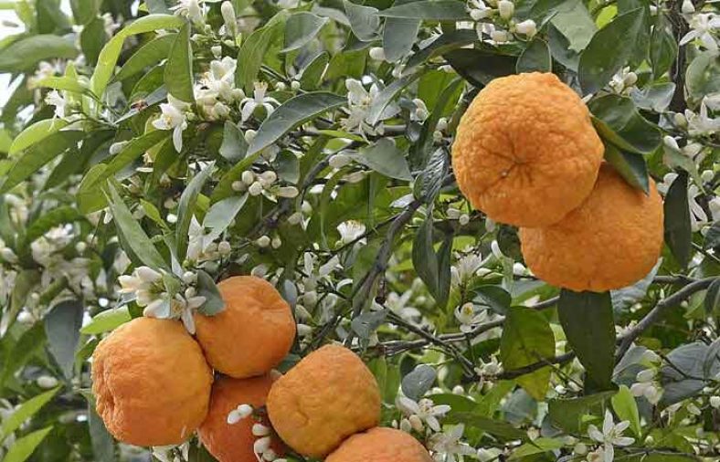 طبع نارنج