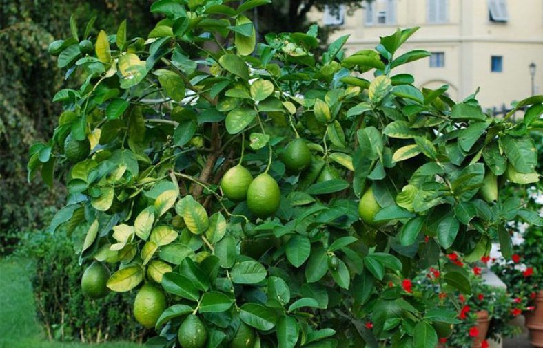 کاشت لیمو ترش در گلدان