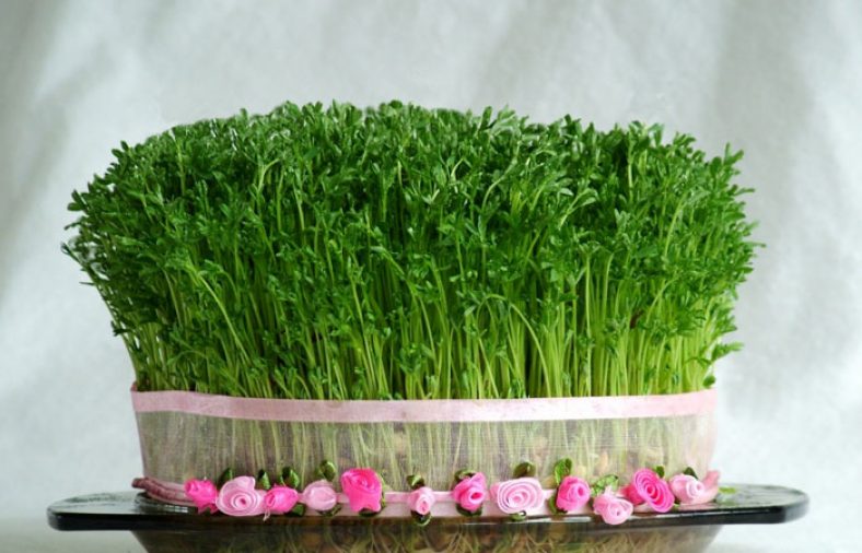 آموزش کاشت سبزه در آب
