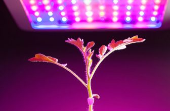 استفاده از نور مصنوعی برای گیاهان آپارتمانی