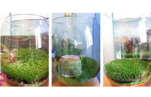 انداختن سبزه خاکشیر در تنگ شیشه ای