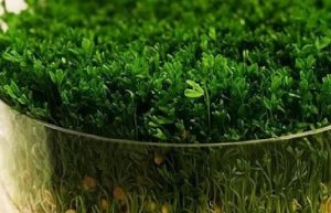 انداختن سبزه عدس دز تنگ ماهی