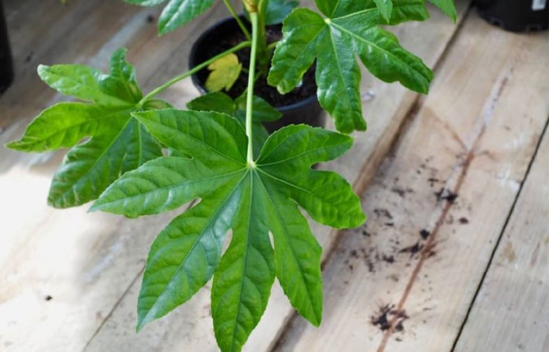 پرورش و نگهداری آرالیای برگ پهن