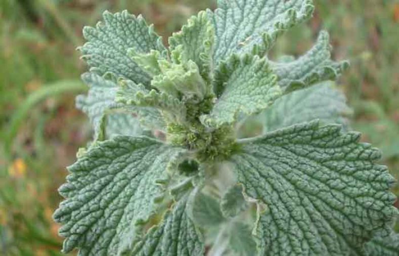 خواص گندنای کوهی