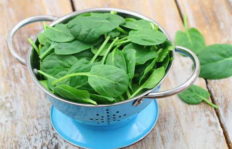طبع اسفناج