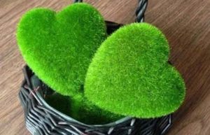 آموزش کاشت سبزه عید