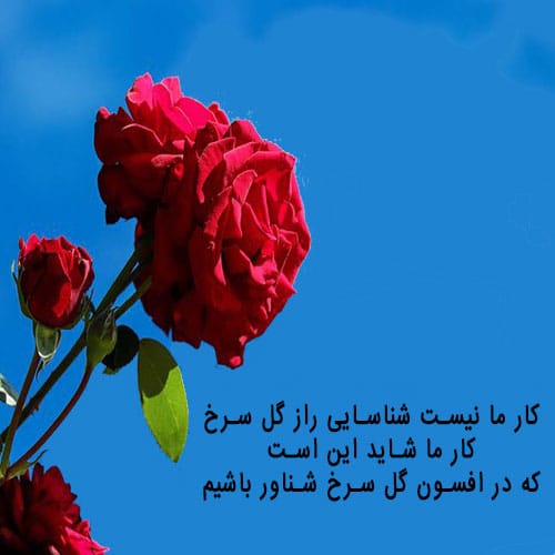 شعر نو در مورد گل سرخ