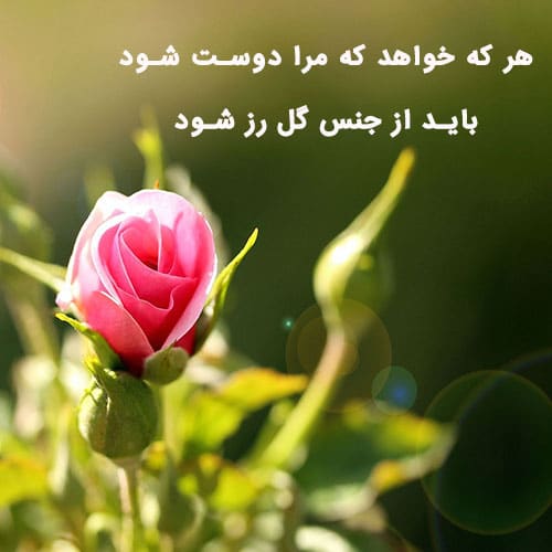 شعر گل رز 