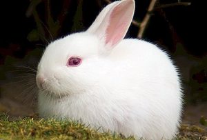 عکس خرگوش های بامزه