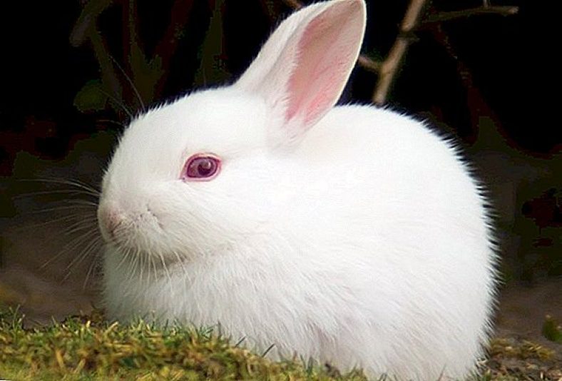 عکس خرگوش های بامزه
