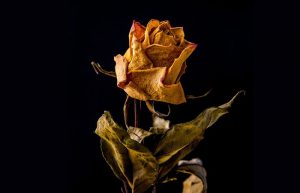 عکس گل پژمرده