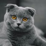 گربه اسکاتیش