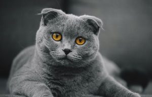 گربه اسکاتیش