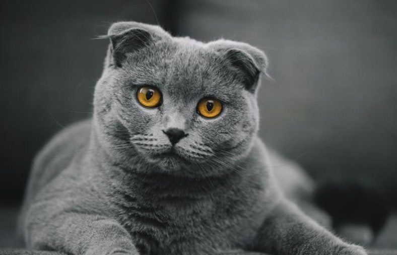 گربه اسکاتیش