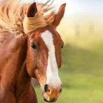 همه چیز در مورد اسب ها